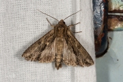 Graswortelvlinder / Dark Arches (Apamea monoglypha)