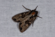 Grauwe grasuil / Dusky Brocade (Apamea remissa)