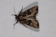 Grauwe grasuil / Dusky Brocade (Apamea remissa)