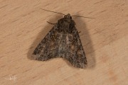 Grauwe grasuil / Dusky Brocade (Apamea remissa)