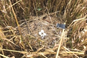 Nest bruine kiekendief in het gerst / Nest Western Marsh Harrier in the barley