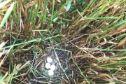 Nest grauwe kiekendief in het gerst / Nest of the Montagu's Harrier in the barley