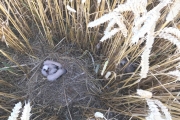 Nest van grauwe kiekendief / Nest Montagu's Harrier