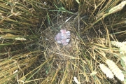 Nest van grauwe kiekendief / Nest Montagu's Harrier