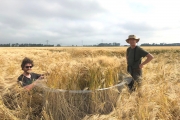 Beschermkooi plaatsen in het gerst / Placing the protective cage in the barley