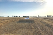 Beschermen van het nest tijdens de tarweoogst / Protecting the nest during the harvest of the wheat