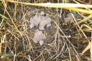 Nest van grauwe kiekendief / Nest Montagu's Harrier