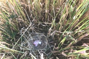 Jonge grauwe kiekendieven, circa 1-2 dagen oud / Young Montagu's Harrier, approximately 1-2 days old