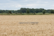 De beschermkooi rond het nest tussen de baardtarwe