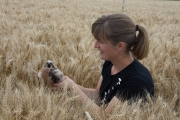 Almut met de jonge grauwe kiek