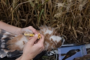 De vogel krijgt de ring met opschrift Y7