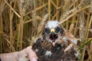 Een gezonde jonge grauwe kiek