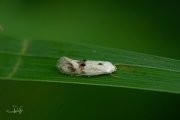 Grijsgevlekte grasmineermot (Elachista maculicerusella), micro
