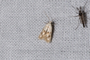 Grijsgevlekte grasmineermot (Elachista maculicerusella), micro