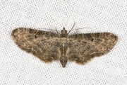 Grijze dwergspanner / Grey Pug (Eupithecia subfuscata)