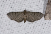 Grijze dwergspanner / Grey Pug (Eupithecia subfuscata)