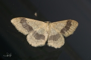 Grijze stipspanner / Riband Wave (Idaea aversata)