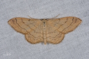 Grijze stipspanner / Riband Wave (Idaea aversata)