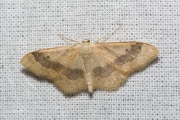 Grijze stipspanner / Riband Wave (Idaea aversata)