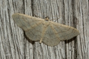 Grijze stipspanner / Riband Wave (Idaea aversata)