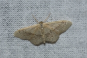 Grijze stipspanner / Riband Wave (Idaea aversata)