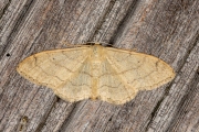 Grijze stipspanner / Riband Wave (Idaea aversata)