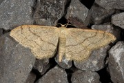 Grijze stipspanner / Riband Wave (Idaea aversata)