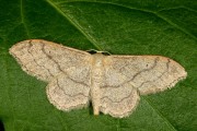 Grijze stipspanner / Riband Wave (Idaea aversata)