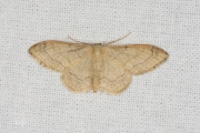 Grijze stipspanner / Riband Wave (Idaea aversata)