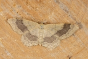 Grijze stipspanner / Riband Wave (Idaea aversata)