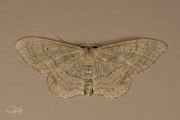 Grijze stipspanner / Riband Wave (Idaea aversata)