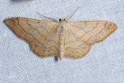 Grijze stipspanner / Riband Wave (Idaea aversata)