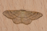 Grijze stipspanner / Riband Wave (Idaea aversata)