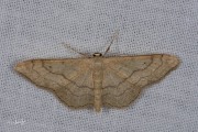 Grijze stipspanner / Riband Wave (Idaea aversata)