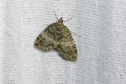 Groenbandspanner / May Highflyer (Hydriomena impluviata)