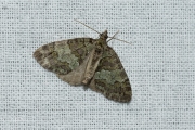 Groenbandspanner / May Highflyer (Hydriomena impluviata)