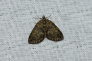 Groenbandspanner / May Highflyer (Hydriomena impluviata)