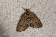 Groenbandspanner / May Highflyer (Hydriomena impluviata