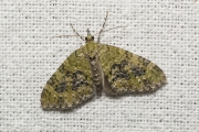 Groene blokspanner / Yellow-barred Brindle (Acasis viretata)