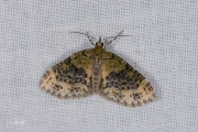 Groene blokspanner / Yellow-barred Brindle (Acasis viretata)