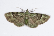 Groene dwergspanner / Green Pug (Pasiphila rectangulata)