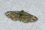 Groene dwergspanner / Green Pug (Pasiphila rectangulata)