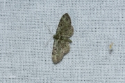 Groene dwergspanner / Green Pug (Pasiphila rectangulata)