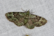 Groene dwergspanner / Green Pug (Pasiphila rectangulata)