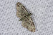 Groene dwergspanner / Green Pug (Pasiphila rectangulata)