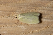 Groene eikenbladroller / Green Oak Tortrix (Tortrix viridana), micro
