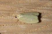 Groene eikenbladroller / Green Oak Tortrix (Tortrix viridana), micro