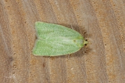 Groene eikenbladroller / Green Oak Tortrix (Tortrix viridana), micro