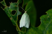 Groene eikenbladroller / Green Oak Tortrix (Tortrix viridana), micro