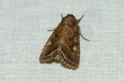 Groente-uil / Bright-line Brown-eye (Lacanobia oleracea)